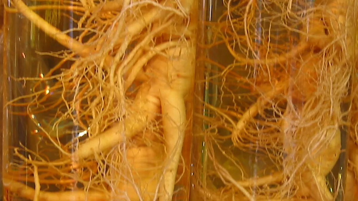 Ashwagandha, Rhodiola e Panax Ginseng no Eixo HPA: Adaptógeno Suave, Estimulante ou Tônico