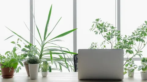 Software de Nutrição Grátis versus Pago: Análise Comparativa de Custos, Recursos e Produtividade Clínica